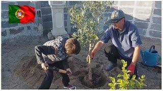 FAZENDO MURO, LIMPANDO JARDIM, PLANTANDO OLIVEIRA, FALTA MUITO, MAS NÃO PODEMOS DESISTIR !