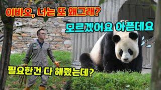 이바오가 울음소리를 내며 화를 냅니다 