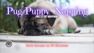 Sounds for Sleeping ⨀ The Sound of a Pug Puppy Snoring ⨀ Dark Screen ⨀ 9 Hours