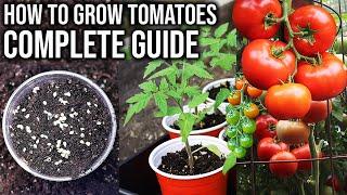 How to Grow Tomatoes from Seed to Harvest | COMPLETE GUIDE