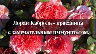 Лоран Каброль - красавица с замечательным иммунитетом.. Питомник растений Е. Иващенко