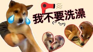 【柴犬呆萌】絕對不洗澡的一天