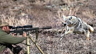 COYOTE ATTACK CAUGHT ON CAMERA ( INSANE HUNT WITH 20 KILLS ) BEST COYOTE HUNTING | NEW 2025