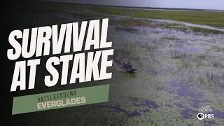 Inside the Florida Everglades Restoration: Challenges and Solutions | Battleground Everglades