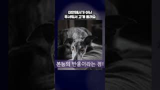“혼났다고 미안한 건 아님  그냥 무서움”  #병맛지식 #감정혼동 #공포vs반성 #Shorts