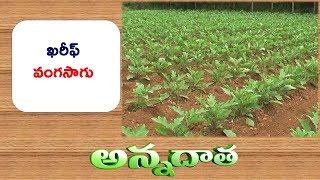 Management Practices Of Kharif Brinjal  || ETV Annadata