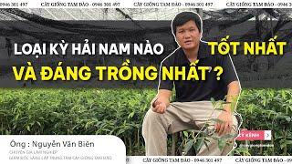 LOẠI KỲ HẢI NAM NÀO TỐT NHẤT VÀ ĐÁNG TRỒNG NHẤT ?