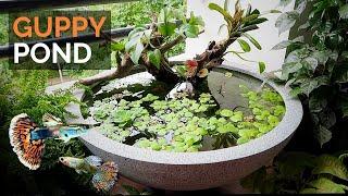 Mini Pond in the balcony for guppies UPDATE