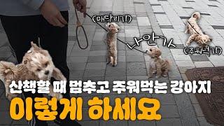 산책할 때 멈추고, 앞서걷고, 주워먹는 천방지축 강아지 교육방법!! (Feat. 말티푸 통키)