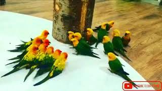 Birds Funny War -  Sun Conure Vs Jandy Conure