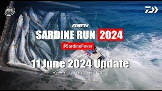 Sardine Run Update | 11 June 2024 | ASFN Sardine Run 2024