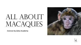 All About Macaques | Science by Zeba Academy