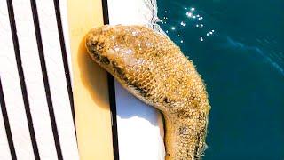 Venomous Sea Snake Encounter #Shorts