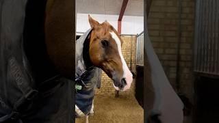 Side-eye King   #horse #horses #pony #rider #riding #equestrian #horseriding #cheval #pferde #hest