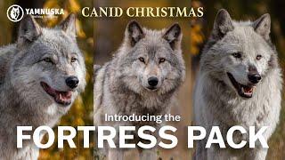 MEET THE FORTRESS PACK! Canid Christmas at Yamnuska Wolfdog Sanctuary