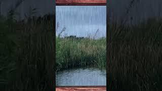 Soothing Rain Sounds