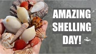 ​​Shell trip! Traveling across Florida for beautiful seashells.