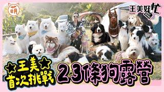 23隻狗狗露營！王思佳崩潰首露 結局超感人？鵝子有新家了！feat. 多比Dobby is free【 王美好忙 】 萌寵明星粗乃玩 @haveapetday @dobbyisfree1205