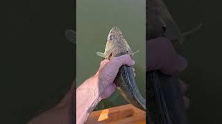 Fish Head Assassin #fishing