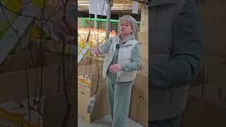 А вы видели такие однолетние саженцы плодовых? Берем однозначно!