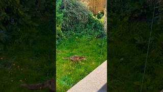 Urban Fox in my garden. Spotted from home window..#fox #urbanfox #animal #ukfox #funny #funnyvideo