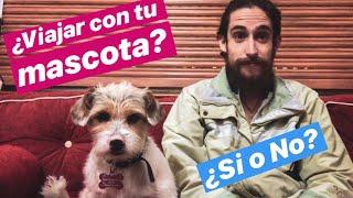 EXPERIENCIA de VIAJAR con mi PERRO  / 5 PROS y 4 CONTRAS