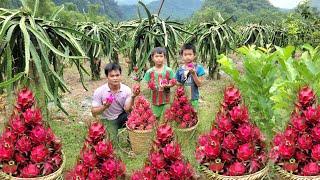 Harvesting dragon fruit to sell at the market center. Organic garden