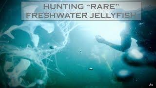 Scuba Diving with "Rare" Freshwater Jellyfishes