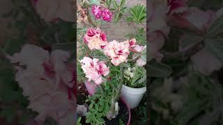 FLORES DE ROSA DO DESERTO.