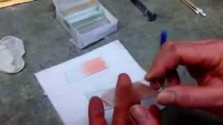 How to Create a Great Veterinary Blood Smear