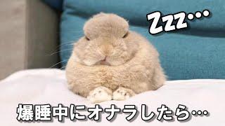 爆睡中のウサギの前で飼い主がオナラしてしまった結果ｗｗ