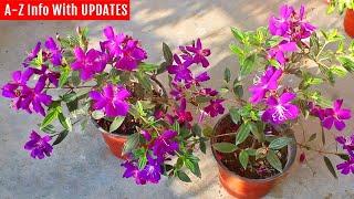 RIGHT way to grow & care for Tibouchina (they don't tell you this)