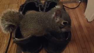 Kitty, my pet squirrel, is eating in my shoes...