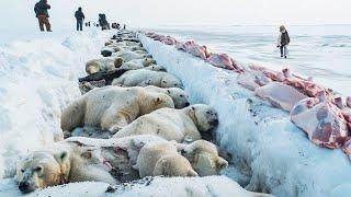 Вот Почему Нельзя Спасать Диких Животных от Голода