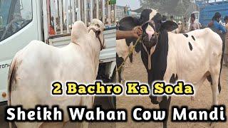 Alhamdulillah 2 Giant Size Bachro Ka Soda Kardia | Sheikh Wahan Cow Mandi | Boss Cattle Farm ||