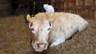 Cute Cat And Giant Cow Can Become BFF! | Pets Town