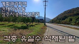 241031상주시 내서면 신촌리. 지목;과수원 6m 도로 접 계획관리지역. 감,매실,복숭아 등등 식재. 6평 컨테이너 전기 인입. 면적 512평 매매가가5,500만원.