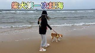 狗狗主人和柴犬去海邊趕海，海鷗和狗狗和平共處！Dog owner and Shiba Inu go for a walk on the beach