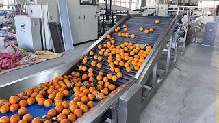 Post harvest processing of citrus fruits,orange sorting machine​,lemon grading equipment