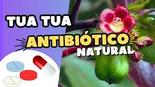 Para qué sirve la TUA TUA, FRAILECILLO O SIBIDIGUA. Cómo usarla para la Salud. #plantas