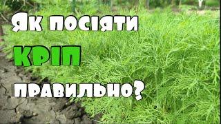 Як отримати гарний врожай кропу у відкритому ґрунті? | Методика вирощування великого врожаю кропу