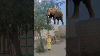 Ya Rabbal Alameen Allah Hu Allah: Short Invocation for Peace | Divine Melody