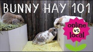 Rabbit Hay Taste Test - Small Pet Select vs. Local Hay