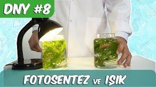 Fen Deneyi #8 | Fotosentez ve Işık