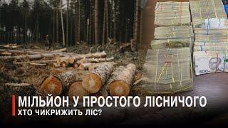 Рубали ліс і прикривались «лівими» бирками: що коїться у лісництвах Камінь-Каширщини