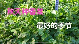 香菜种植｜什么时候种香菜最好