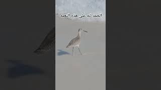 الحمدلله #اكسبلور #قران_كريم #قرآن #لايك #قصص #تيك_توك #shortvideo #music