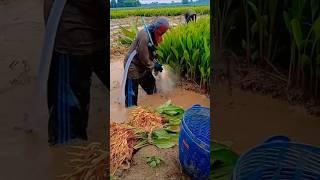 #video #satisfying #agriculture #farming #shorts #agriculture #modern #technology #trending #agro