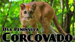 The Osa Peninsula & Corcovado National Park; Costa Rica