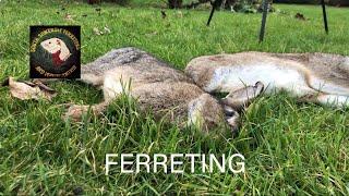 Ferreting for rabbits